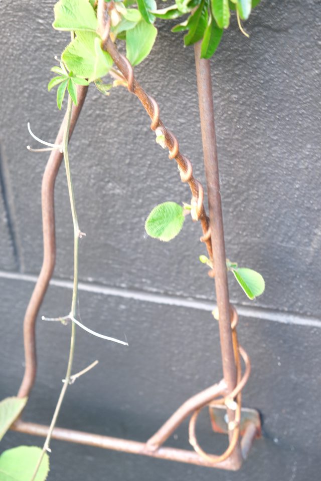 plantenrek klimplanten metaal